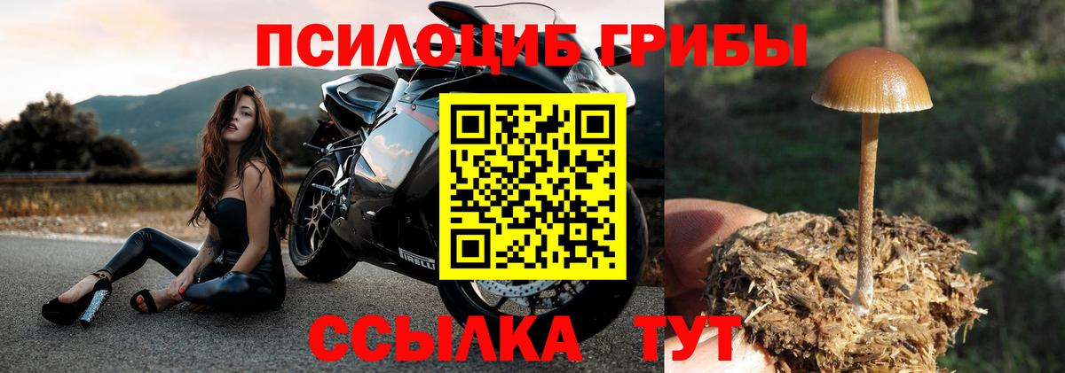 Подольск  Галлюциногенные грибы Cubensis  Вход с VPN 
